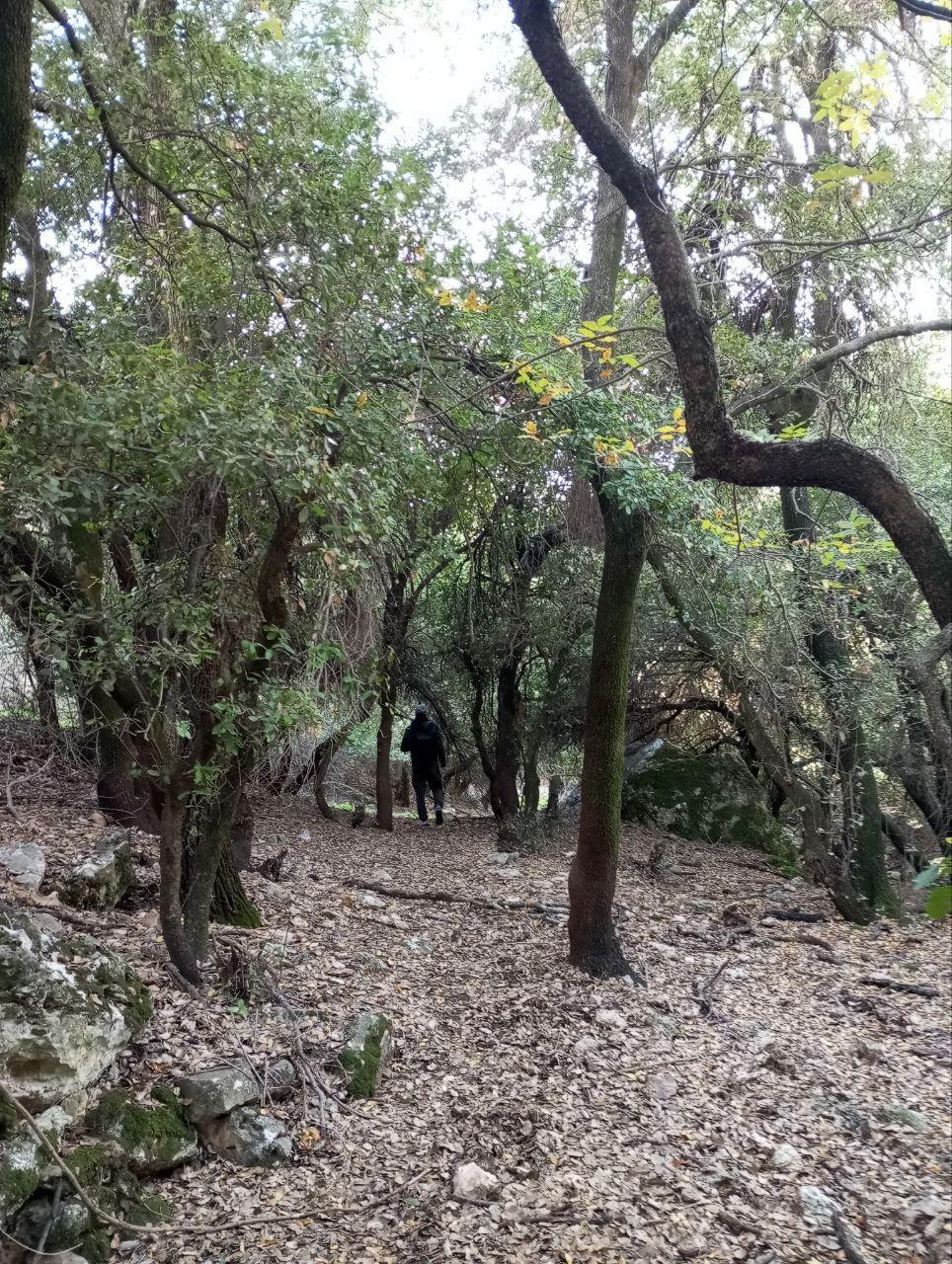 تلفريك عجلون مسار الجُـــب السفلي