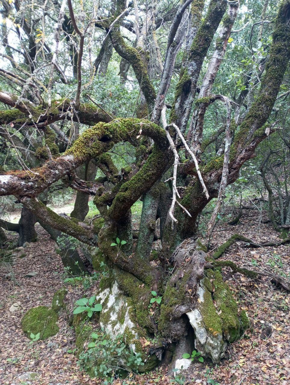 تلفريك عجلون مسار الجُـــب السفلي